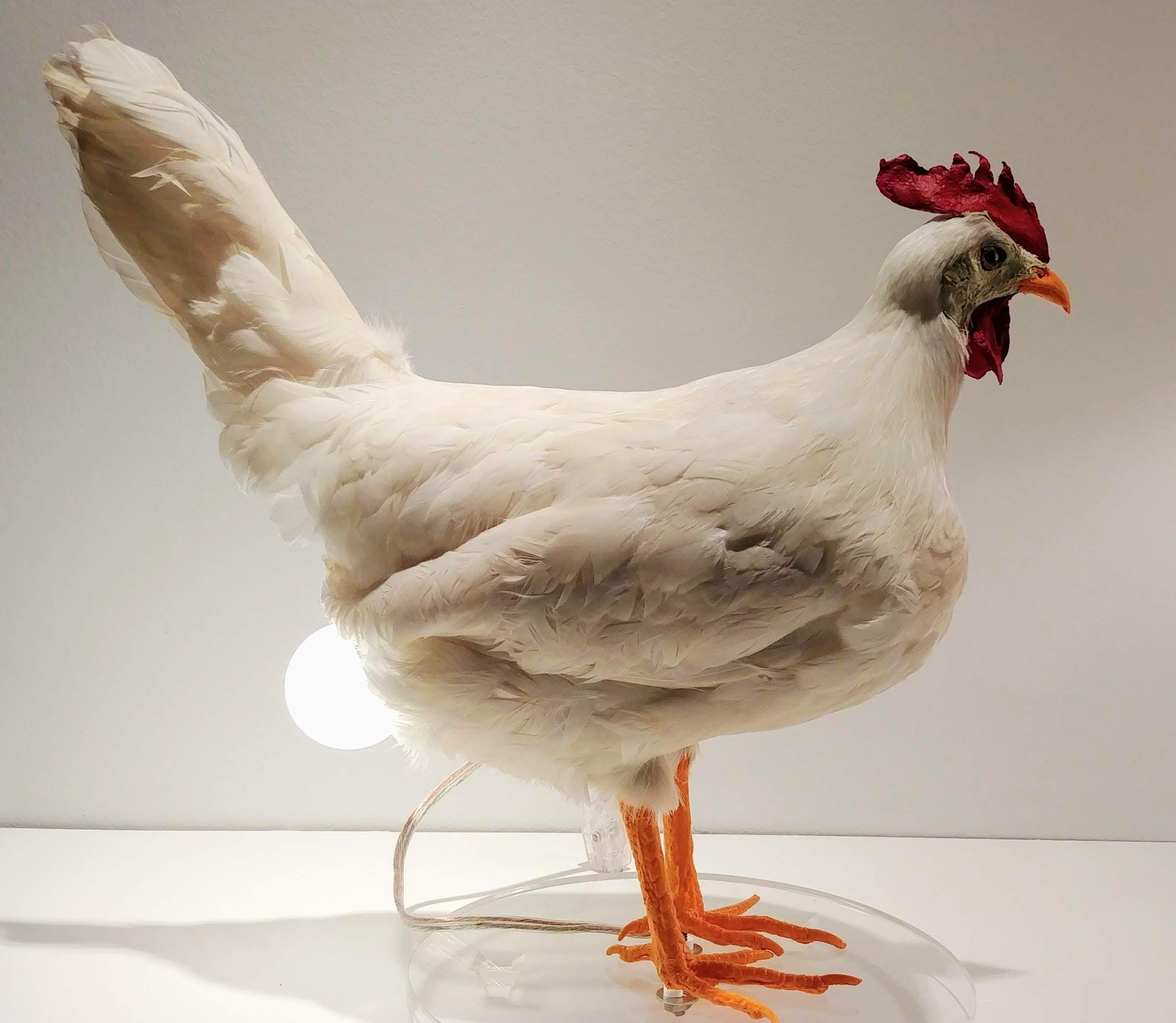 Chicken Lamp, 2018 ©Sebastian Errazuriz.